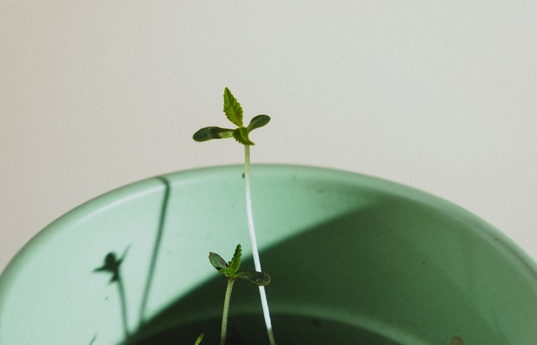 Photo Growth Mindset Culture