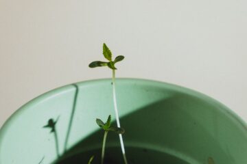 How to Create a Growth Mindset Culture